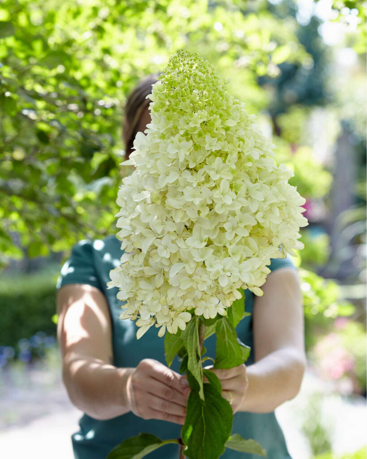 Syyshortensia ‘Skyfall’